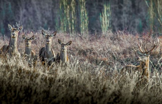 Vue sur les champs et la montagne aux Angles.